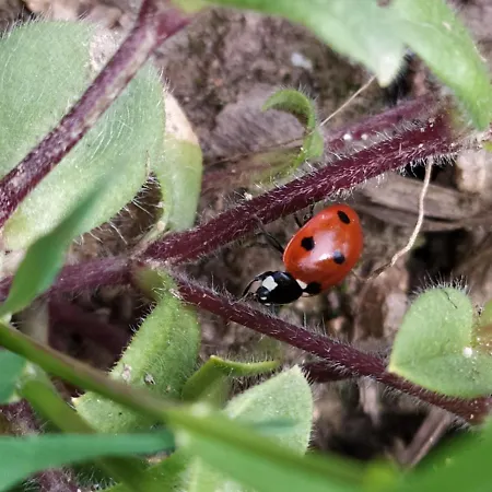 Dom wakacyjny Chez Gueguette